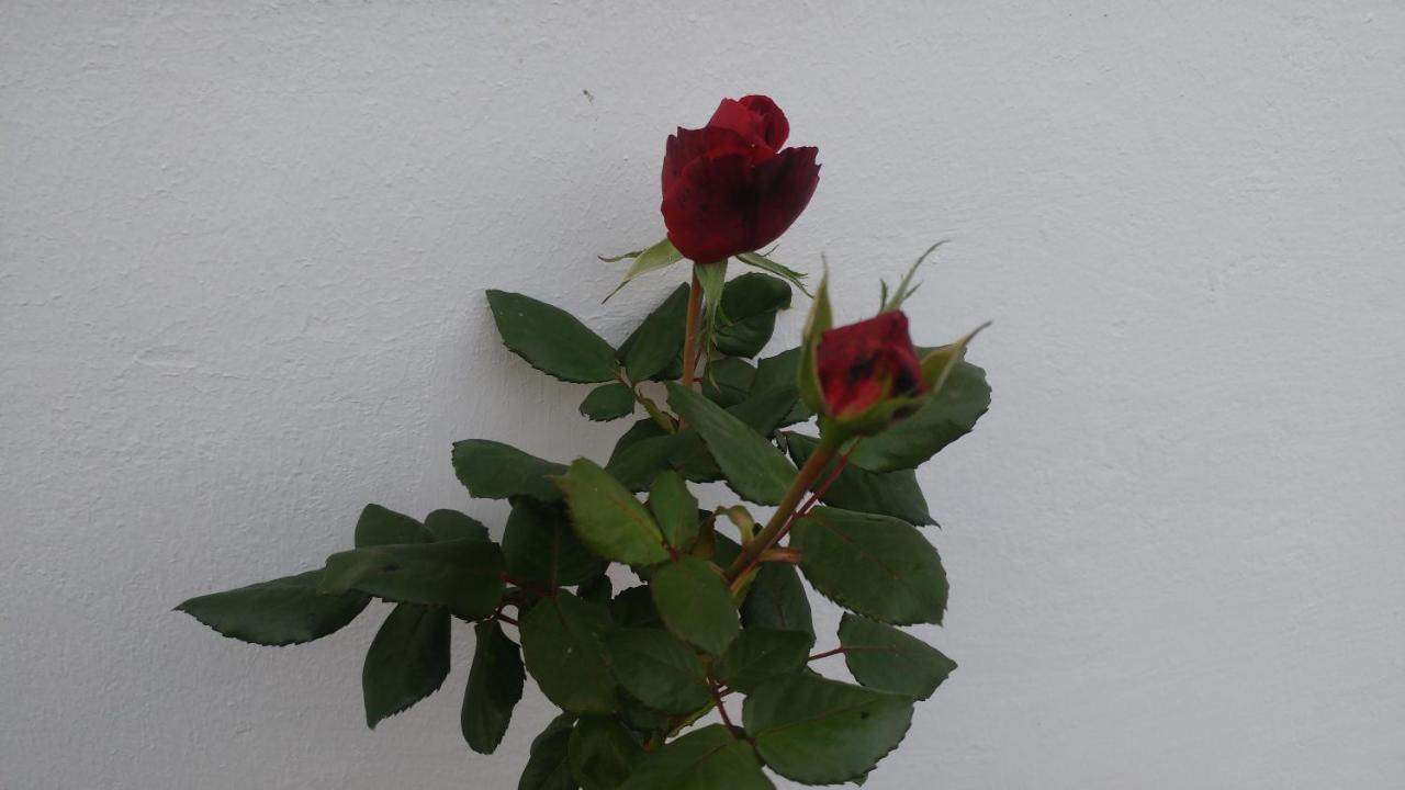 וורפסוודה Ferienwohnung Gartenblick מראה חיצוני תמונה